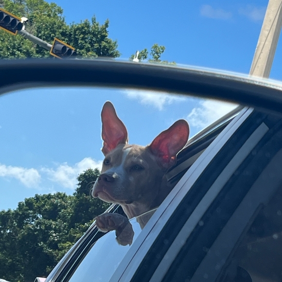 Live Pop Up Show Notification Flyerβ€οΈ - Picture 7 of 11